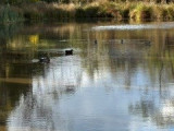 Ducks